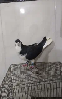 کبوتر لچک