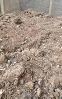 کود گاوی و گوسفندی رایگان