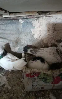 کبوتر طوقی خال‌سیاه سار