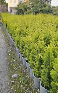 لاوسون کاج طلایی قیچی‌ خورده درجه ۱