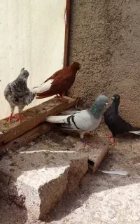 یک جفت دمسفید نروماده یدونه هم خوشرنگ
