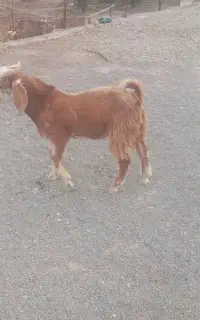 پاچن چاق سرحال