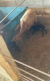 شیشک ماده همو  راس هر کدام ۲ بره