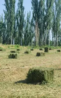 یونجه درجه یک خالص