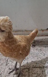 مرغ لهستانی