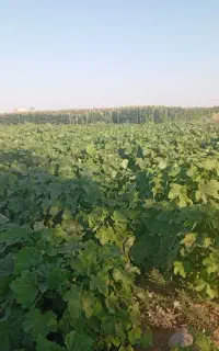 بامیه سبز نیم هکتار برای فروش