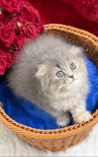 گربه بریتیش/هیمالیا/گلد/فوق العاده و استثنائی