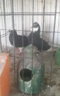 کبوتر پرشی