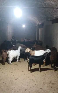فروش گوسفند با قیمت عالی