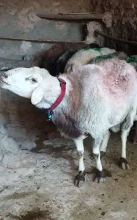 قوچ دوساله