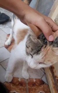 گربه