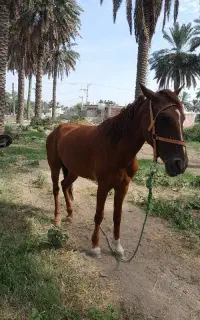 اسب مادیون عرب