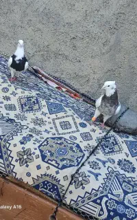 کبوتر کلفه با دوتا جوجش