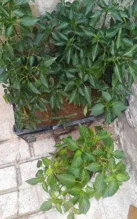 گلدان فلفل قلمی، قابل انتقال به باغچه