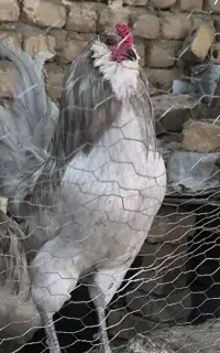 جوجه موجود شد و تخم نطفه دار اراکانا امریکانا اصیل