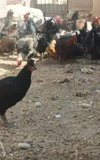 مرغ و خروس محلی