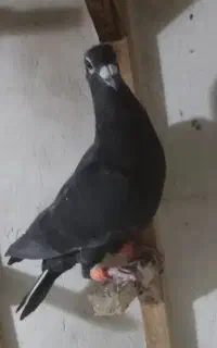 کبوتر سیاه خارجی نر
