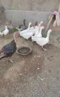 غازهای یک ساله وجوان