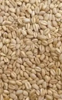 گندم سه دهه پایین ترین قیمت