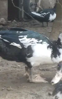 فروش اردک خارجی نر