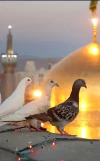 یزد به مشهد
