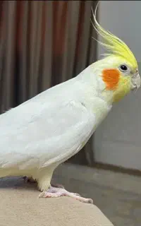 عروس هلندی گم شده