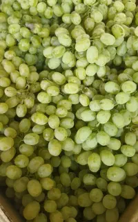 انگور عسگری