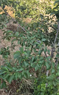 خواهان موتور برق ۵کیلو وات