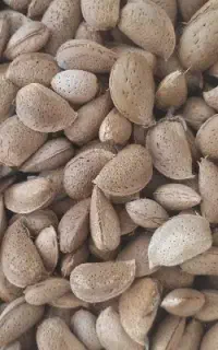 بادام درختی