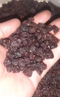 خرید فروش کشمش افتابی