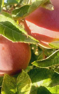 فروش خرده سیب قرمز شیرین و آبدار برای خوردن