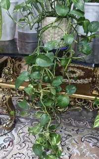 پتوس دنباله دار