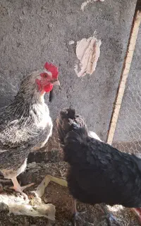 مرغ خروس