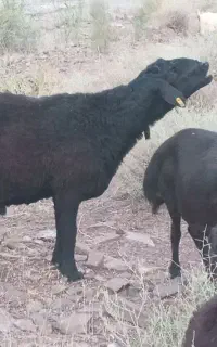 قوچ همو