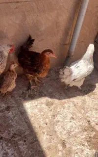 حیوانات