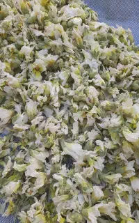 گل ختمی خشک شده