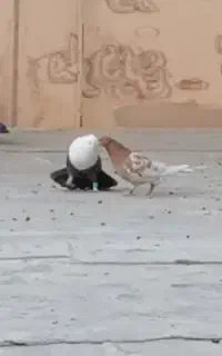 کبوتر نر کله سفید عتیقه