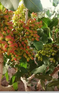 خریدپسته
