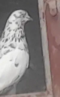 تعدادی کبوتر سالم و سرحال