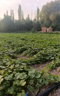 فروش خیارشور زوارم،۱۱۰ ۱۲۰ دبه