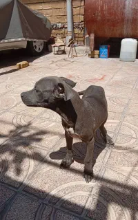 پیت بول