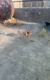 ۳ تا جوجه خروس لاری فروشی