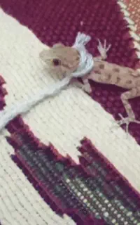 حیوان خانگی