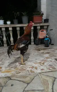 فروش خروس لاری دوساله