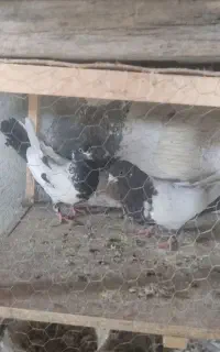 کبوتر‌ فروشی