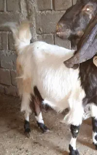 بزغاله
