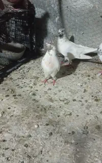 کفتر پرشی  تهرانی