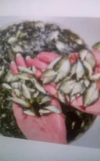 فروش ماهیان گرمابی