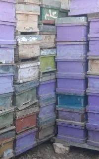 کندوی خالی زنبور عسل