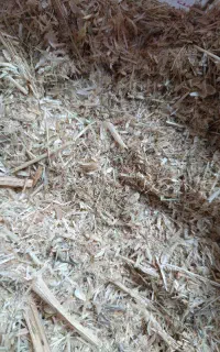فروش کاه از کشت زابل